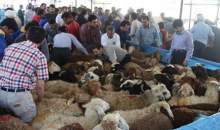 آماده‌سازی جایگاه‌های موقت عرضه بهداشتی دام برای روزهای عرفه و عید قربان