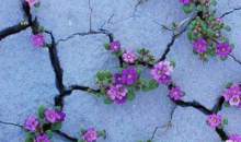 هنر زندگی (196)  <img src="/images/video_icon.gif" width="16" height="13" border="0" align="top">