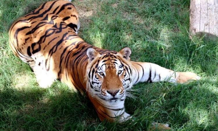 باغ وحش ارم ۱۳ آبان رایگان است