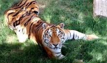 باغ وحش ارم ۱۳ آبان رایگان است